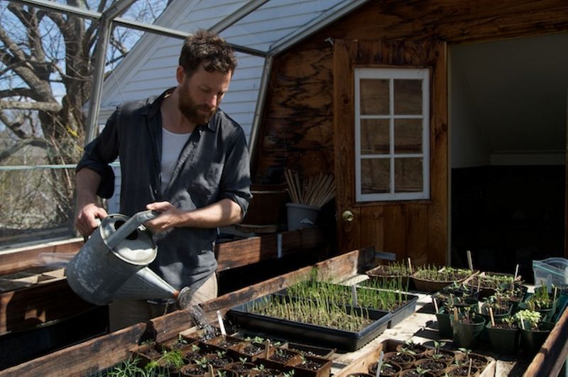 Mushroom Fever Photographs