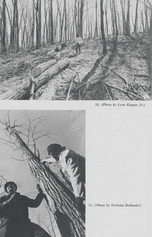 Boatbuilding: Felling the Wood Keel and Stem