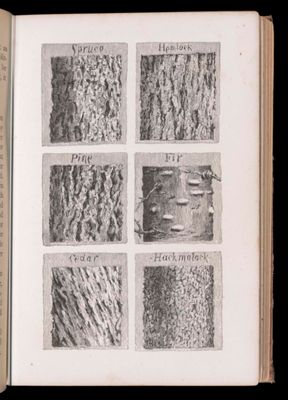 Spruce. Hemlock. Pine. Fir. Cedar. Hackmatack. [tree bark identification]