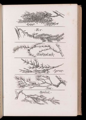 Cedar. Fir. Hackmatack. Spruce. Pine. Hemlock. [tree branch identification]