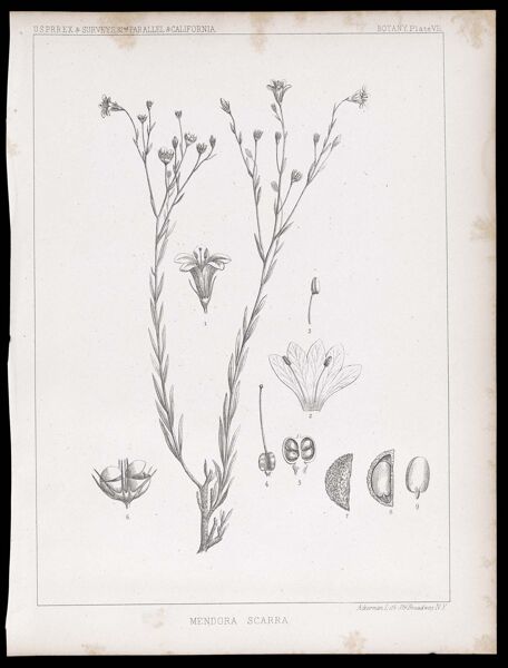 U.S.P.R.R.Ex & Surveys, 32nd. parallel - California. Botany, Plate VII. Mendora scarra.