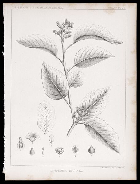 U.S.P.R.R.Ex & Surveys, 32nd. parallel - California. Botany, Plate II. Styphonia serrata.