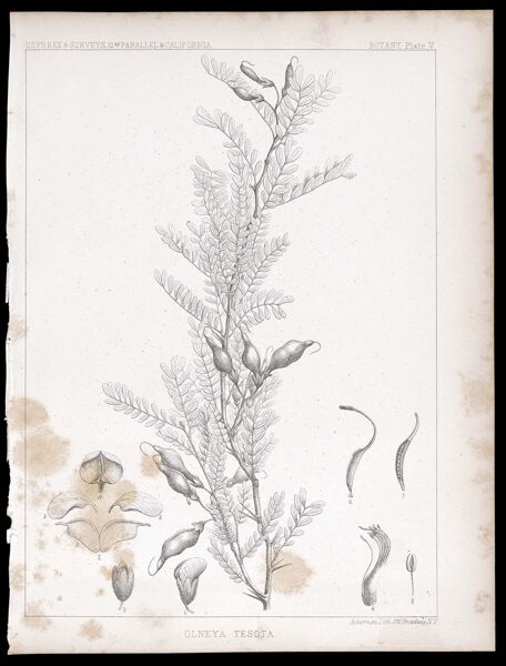 U.S.P.R.R.Ex & Surveys, 32nd. parallel - California. Botany, Plate V. Olneya tesota.