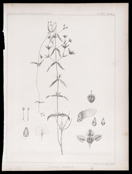 U.S.P.R.R.Ex & Surveys, 32nd. parallel - California. Botany, Plate I. Janusia gracilis.