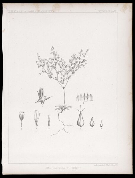 U.S.P.R.R.Ex & Surveys, 32nd. parallel - California. Botany, Plate VIII. Centrostegia thurberi.
