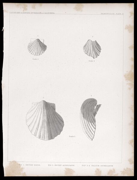 U.S.P.R.R.Exp. & Surveys, 32nd. parallel - California. Palæontology,  Plate III. Fig. 1. Pecten discus. Fig. 2. Pecten altiplicatus. Figs. 3. 4. Pallium estrellanum.
