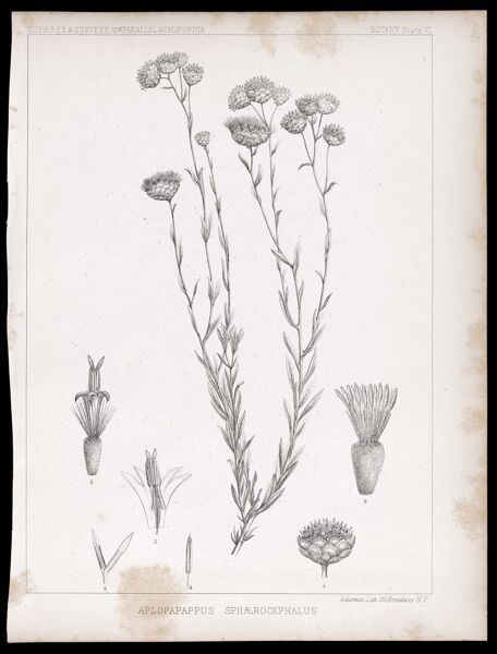 U.S.P.R.R.Ex & Surveys, 32nd. parallel - California. Botany, Plate VI. Aplopapappus sphærocephalus.