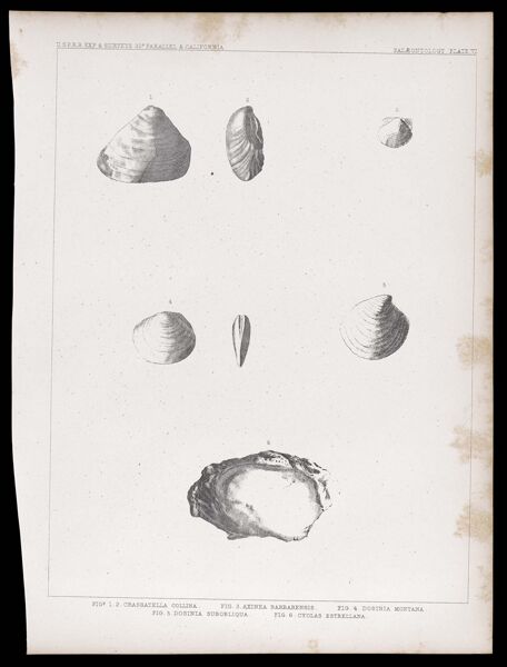 U.S.P.R.R.Exp. & Surveys, 32nd. parallel - California. Palæontology, Plate VI. Figs. 1.2. Crassatella collina. Fig. 3. Axinea barbarensis. Fig. 4. Dosinia montana. Fig. 5. Dosinia subobliqua. Fig. 6. Cyclas estrellana.