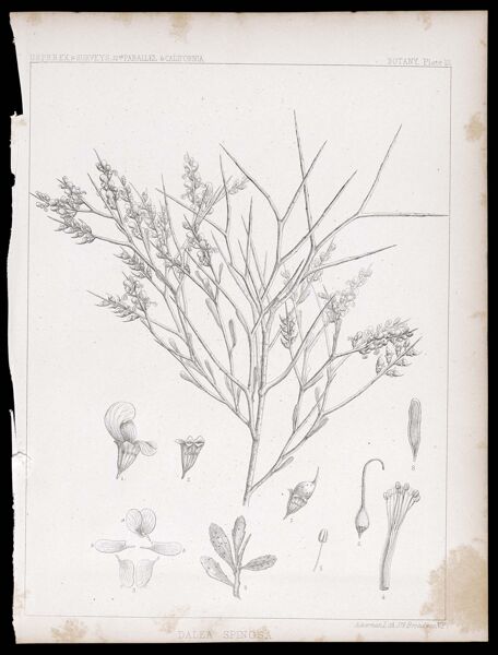 U.S.P.R.R.Ex & Surveys, 32nd. parallel - California. Botany, Plate III. Dalea spinosa.