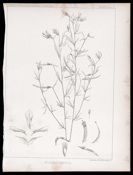 U.S.P.R.R.Ex & Surveys, 32nd. parallel - California. Botany, Plate IV. Hosackia puberula.