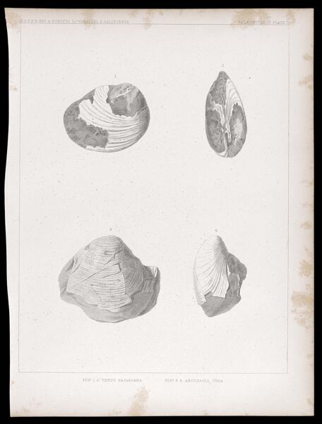 U.S.P.R.R.Exp. & Surveys, 32nd. parallel - California. Palæontology, Plate IV. Figs. 1.2. Venus pajaroana. Figs. 3.4. Arcopagia unda.