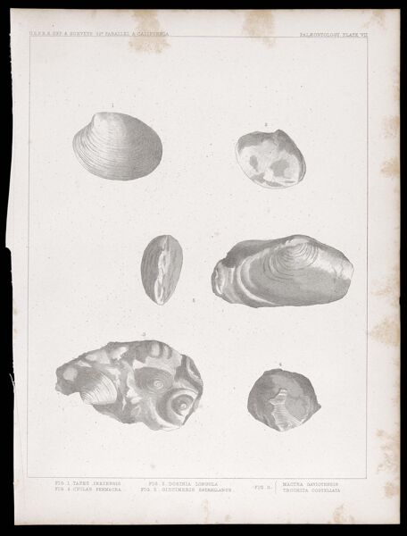 U.S.P.R.R.Exp. & Surveys, 32nd. parallel - California. Palæontology, Plate VII. Fig. 1. Tapes inezensis. Fig. 2. Dosinia longula. Fig. 3. Mactra gaviotensis. Trochita costellata. Fig. 4. Cyclas permacra. Fig. 5. Glycimeris estrellanus.