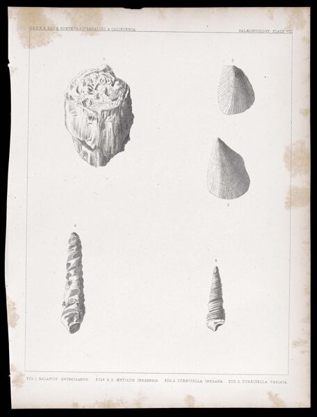 U.S.P.R.R.Exp. & Surveys, 32nd. parallel - California. Palæontology,  Plate VIII. Fig. 1 Balanus estrellanus. Figs. 2, 3. Mytilus inezensis. Fig. 4 Turritella inezana. Fig. 5 Turritella variata.