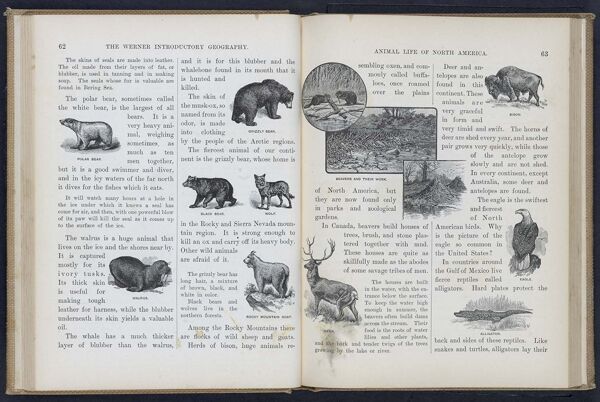 The Werner Introductory Geography / Animal Life in North America