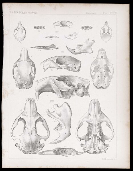 Mammals -- Plate XLVIII