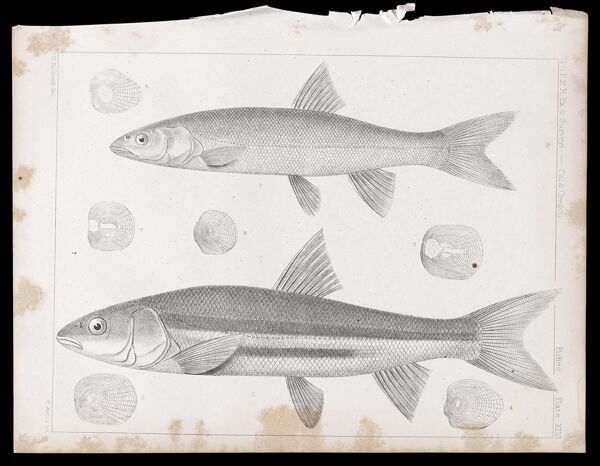 Fishes -- Plate XLVI