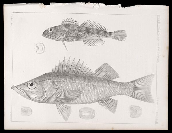 Fishes -- Plate XXIIa