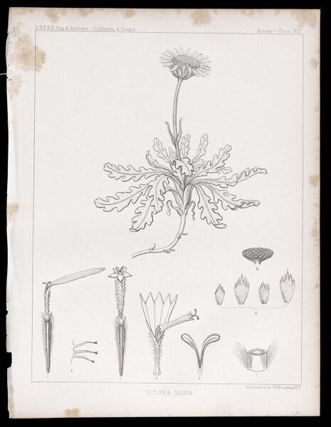 Botany -- Plate XIII