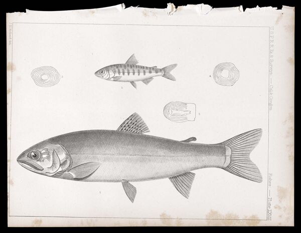 Fishes -- Plate LXVII