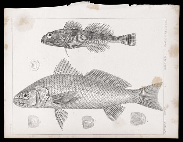 Fishes -- Plate XXIIb