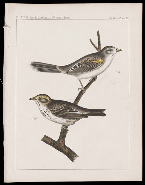 Birds -- Plate IV