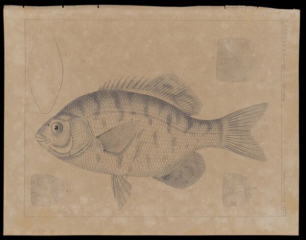Fishes -- Plate XXVII