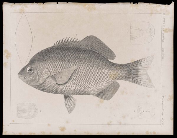 Fishes -- Plate XXVIII