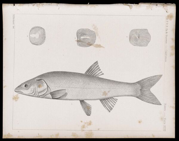 Fishes -- Plate XLVII