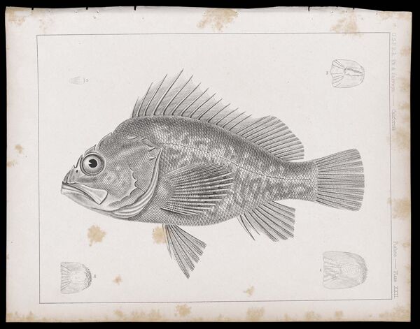 Fishes -- Plate XXII