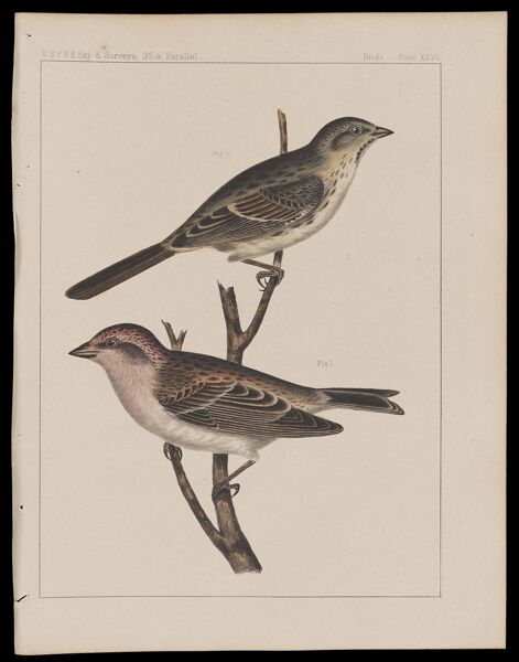 Birds -- Plate XXVII