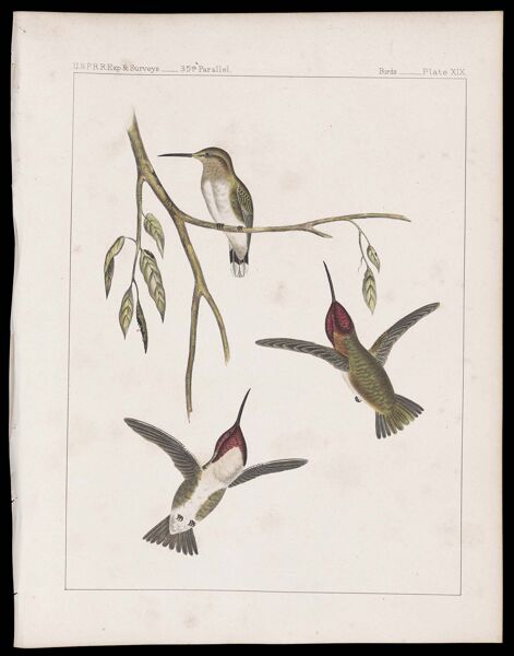 Birds -- Plate XIX