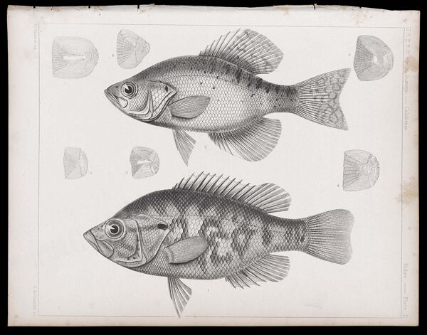 Fishes -- Plate II