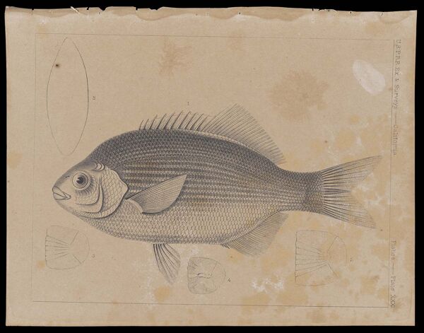 Fishes -- Plate XXXI