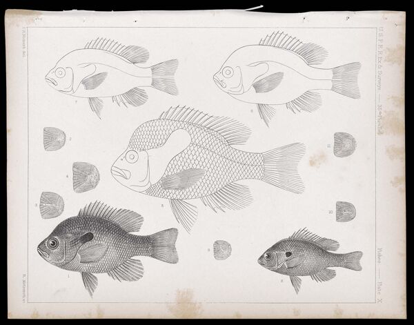 Fishes -- Plate X
