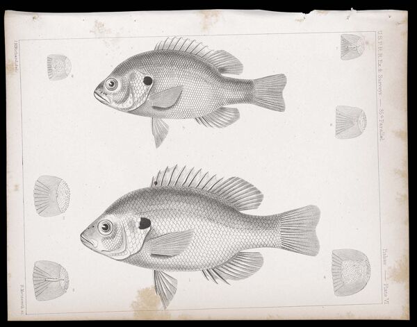 Fishes -- Plate VI