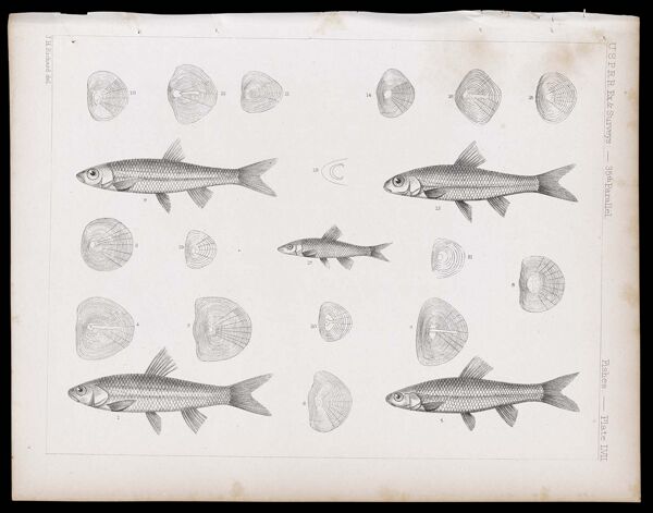 Fishes -- Plate LVII