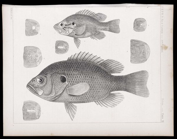Fishes -- Plate III