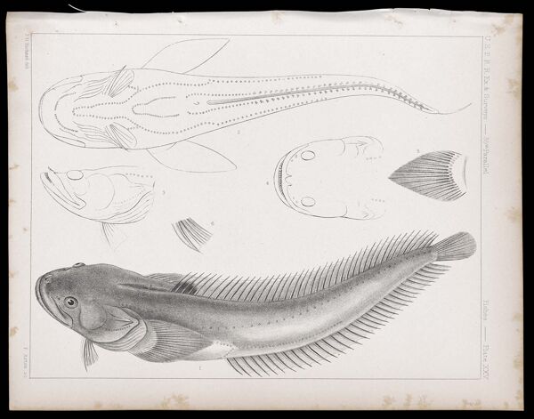 Fishes -- Plate XXV