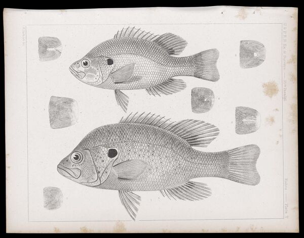 Fishes -- Plate V