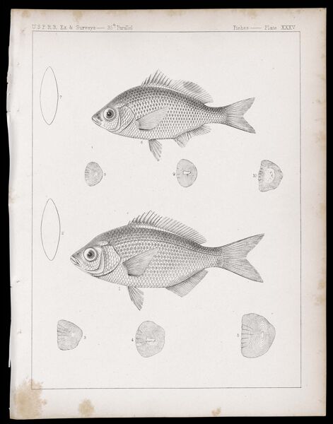 Fishes -- Plate XXXV