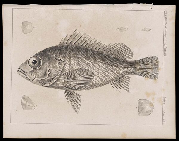 Fishes -- Plate XXI