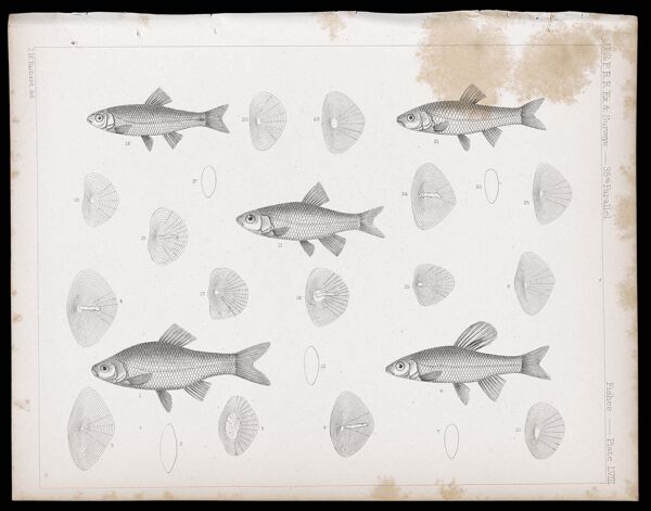 Fishes -- Plate LVIII