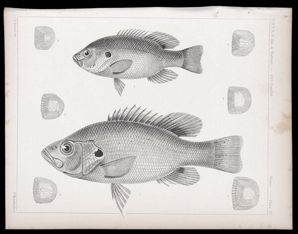 Fishes -- Plate IV