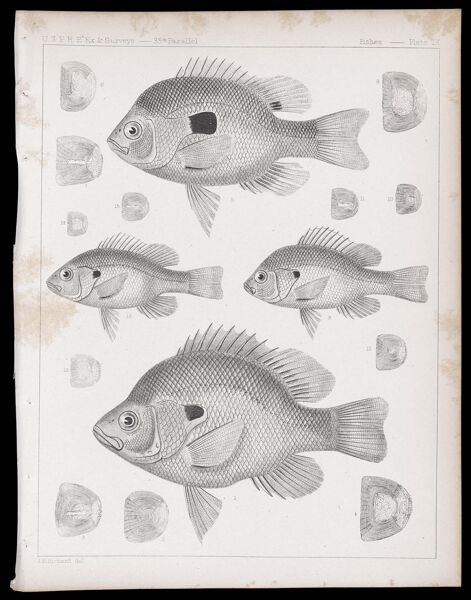 Fishes -- Plate IX