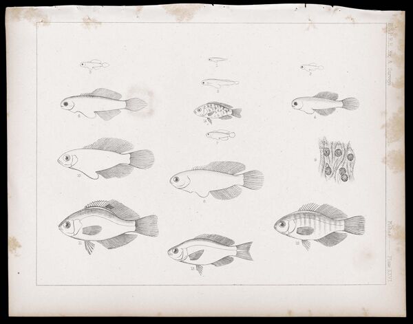 Fishes -- Plate XXVI