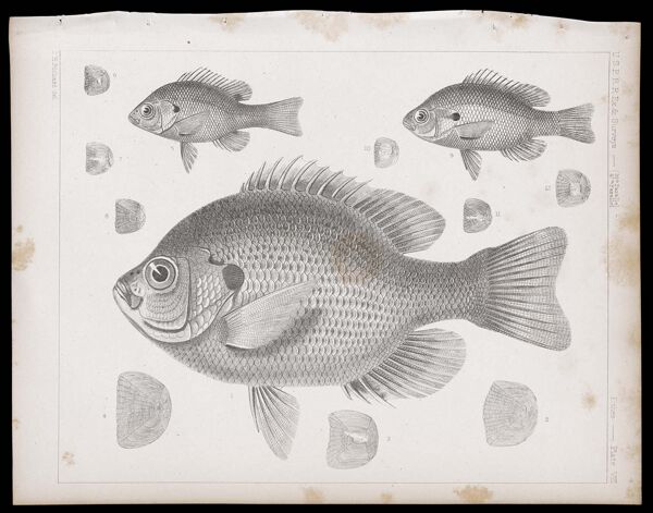 Fishes -- Plate VIII