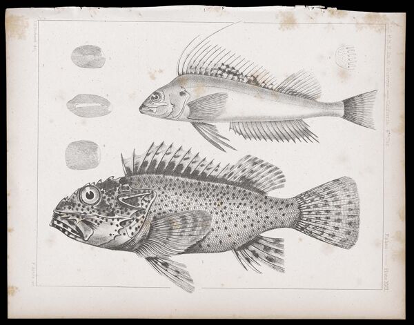 Fishes -- Plate XVII