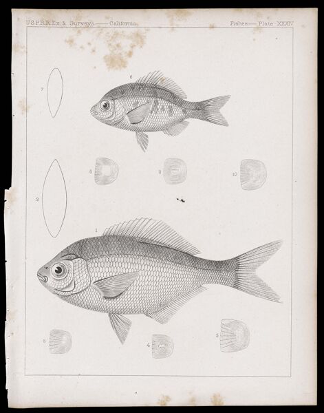Fishes -- Plate XXXIV