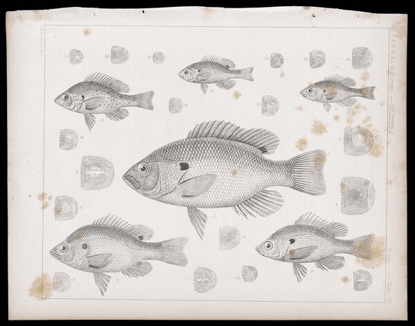 Fishes -- Plate VII