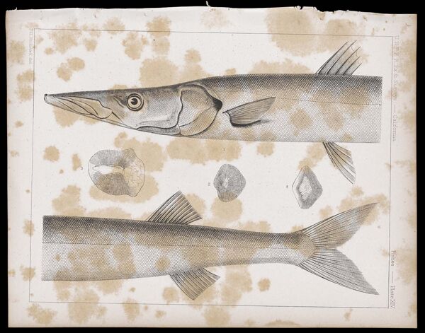 Fishes -- Plate XIV